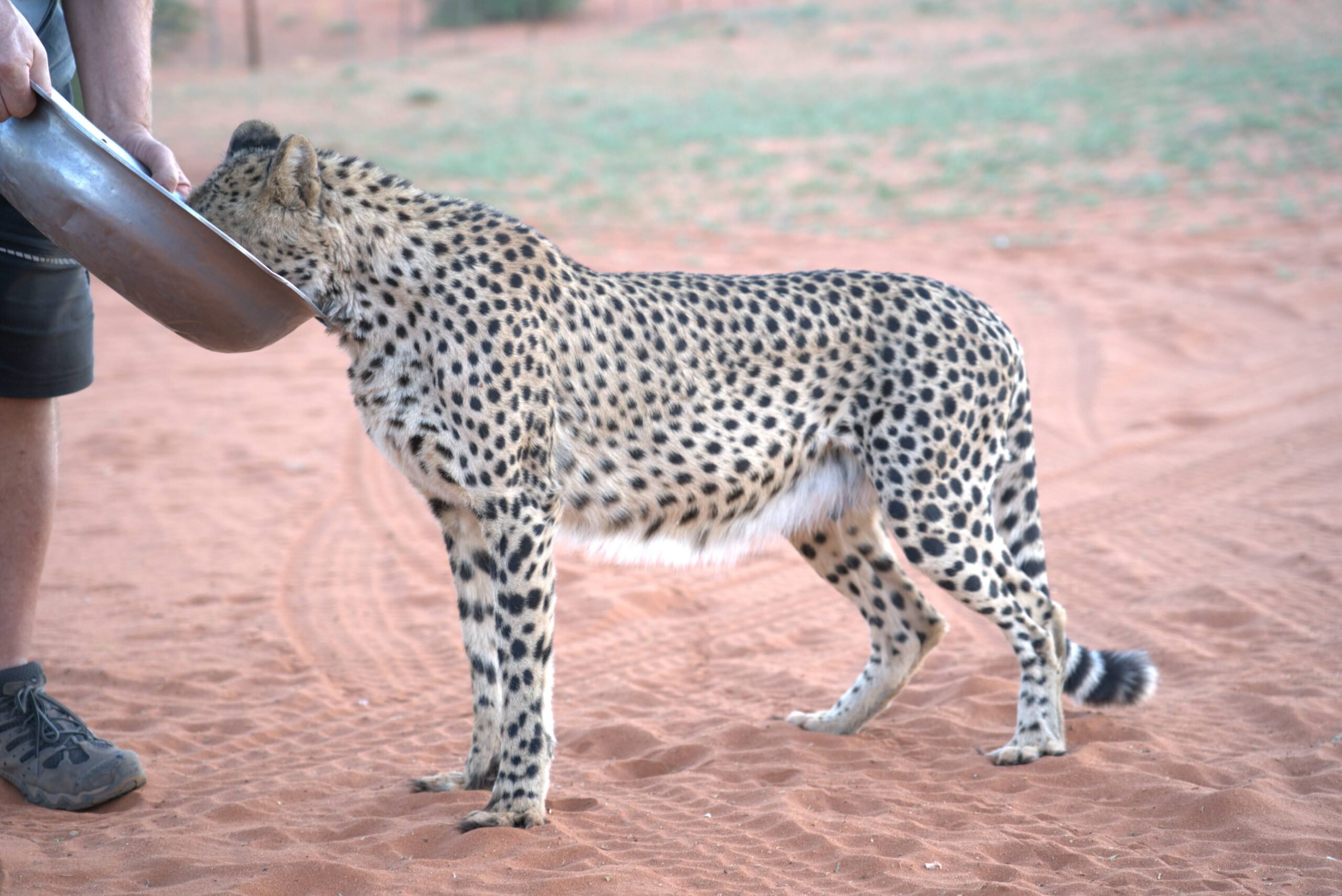 cheetah-feeding-activity-kalahari-scaled.jpg