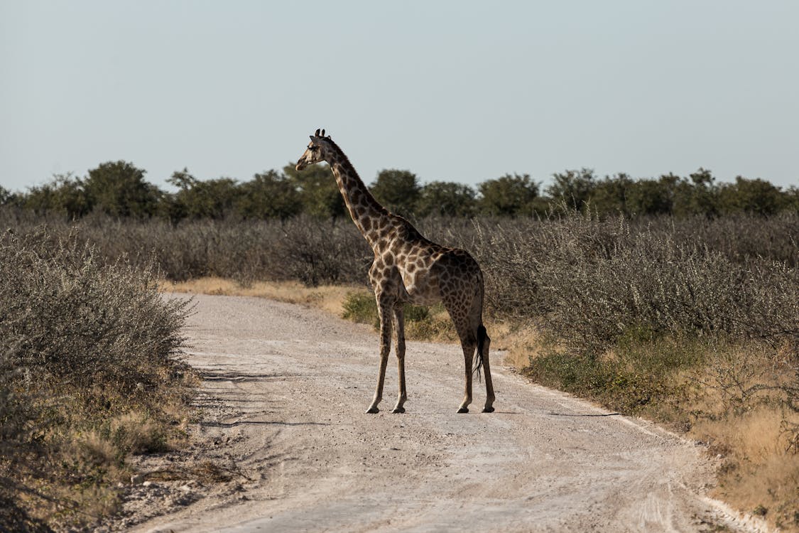 free-photo-of-a-giraffe-standing-on-a-dirt-road-in-the-middle-of-the-desert.jpeg