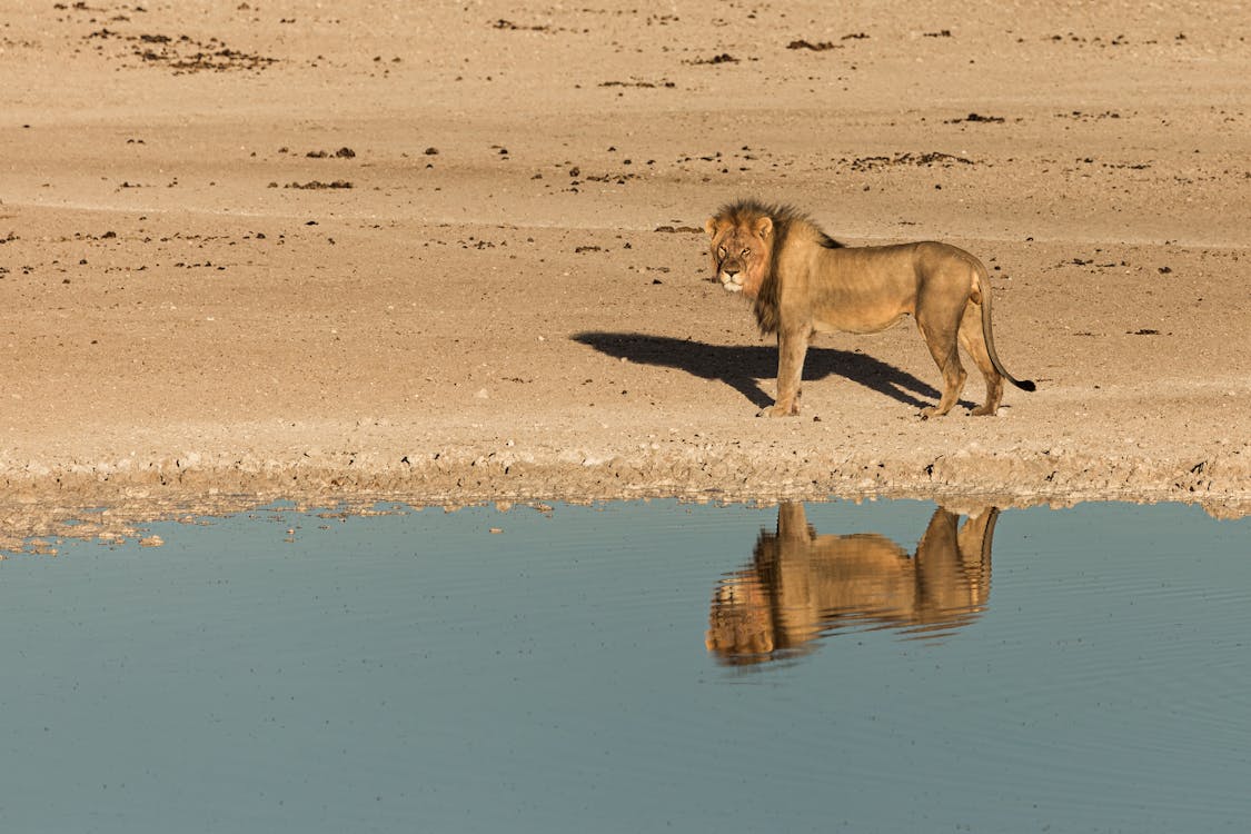free-photo-of-a-lion-walking-across-the-water-with-its-reflection.jpeg