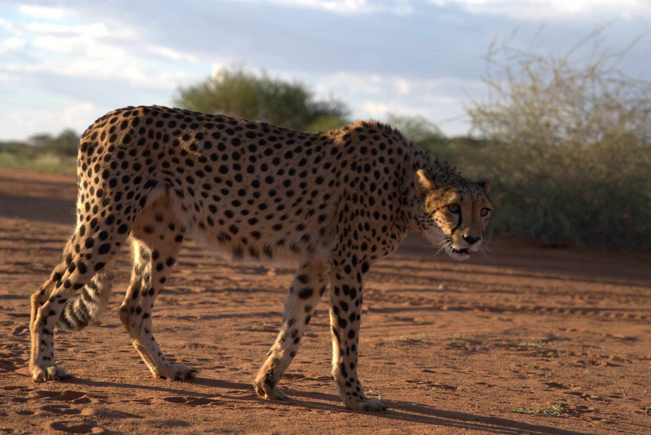 kalahari-cheeta-feeding-1-scaled.jpg