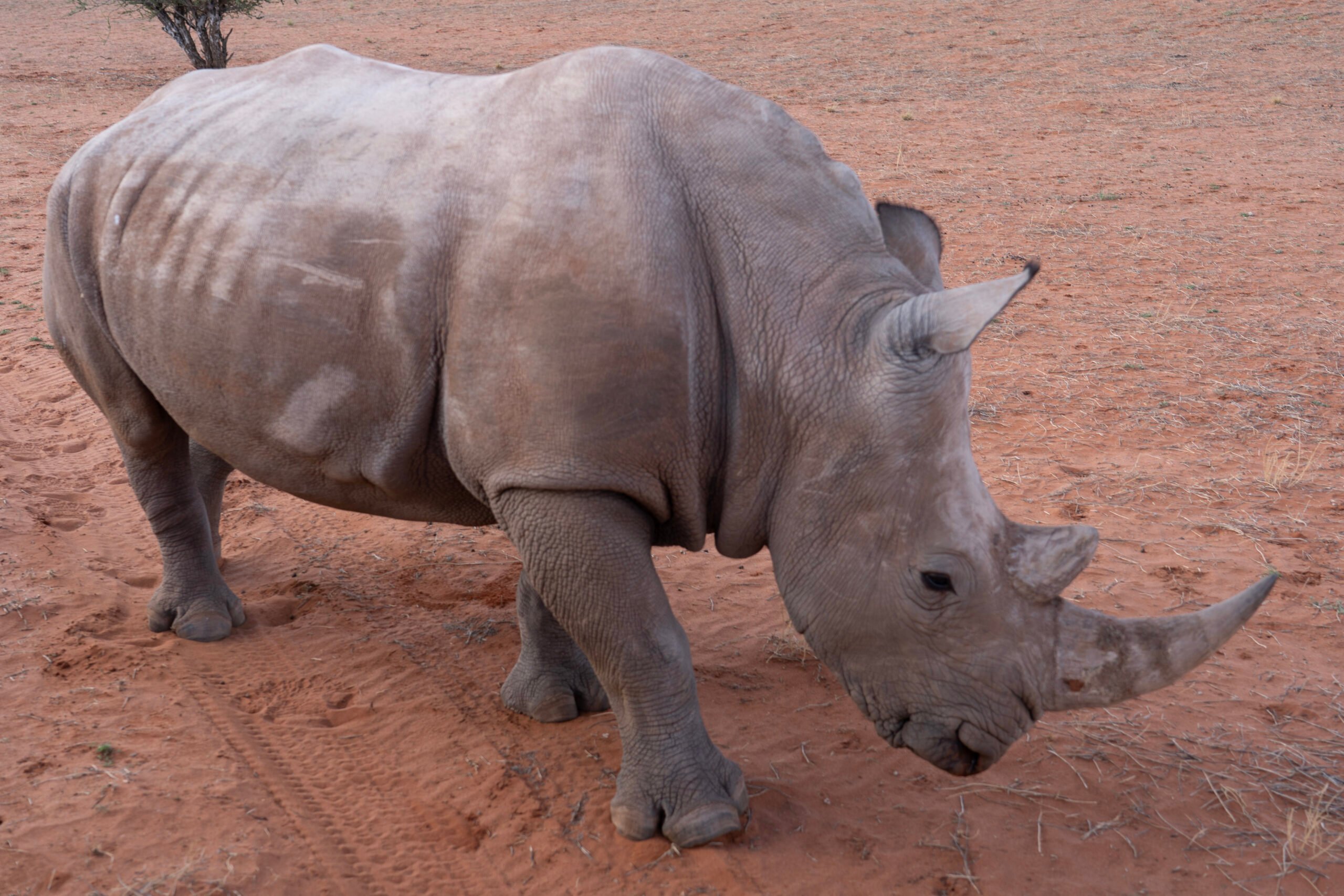 rhino-damaraland-palmwag-namibia-scaled.jpg