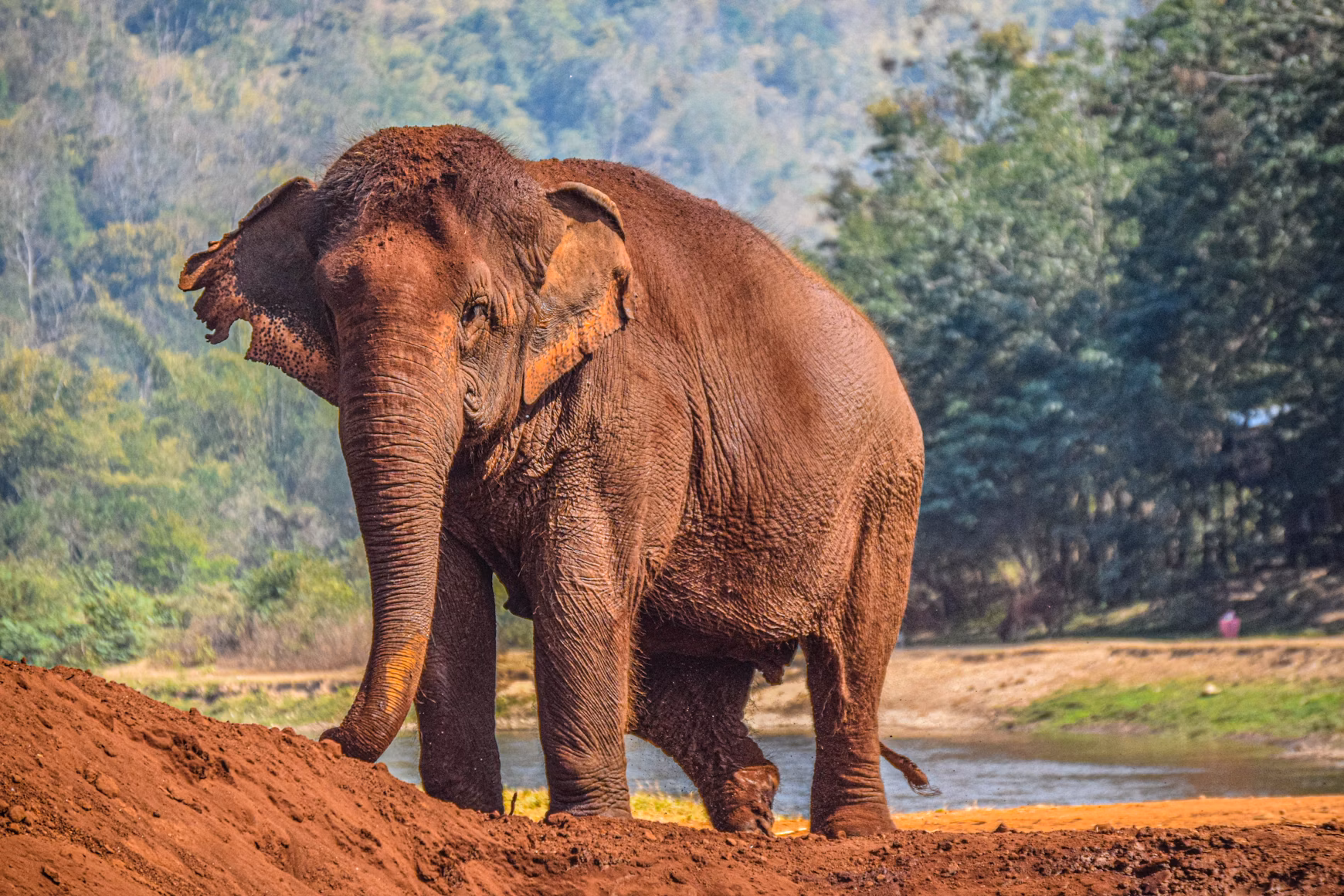 chiang-mai-elephant